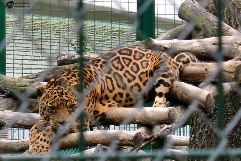 Feline in captivitate 06